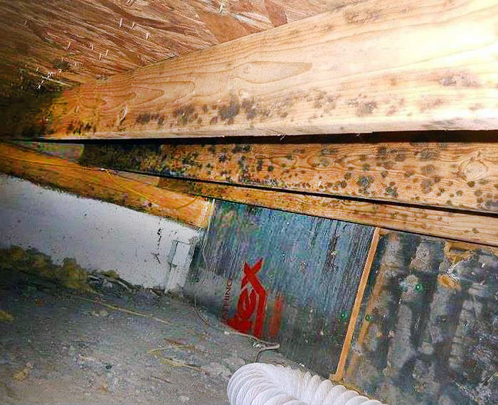 Moldy Basement Wood